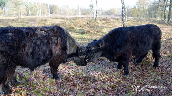 Hechtel-Eksel - Schotse hooglanders op de Resterheide