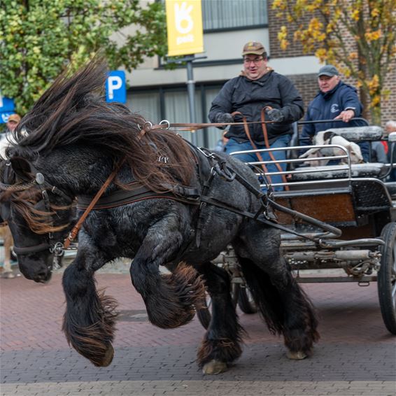 Sint-Hubertusviering in Sint-Huibrechts-Lille - Pelt