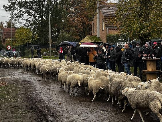 Sint-Hubertusviering in Wijchmaal - Peer