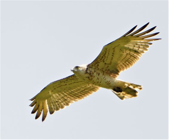 Slangenarenden gespot - Beringen