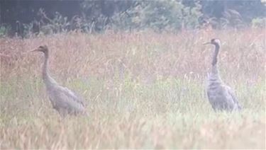 Slecht 1 kraanvogel geboren dit jaar - Beringen