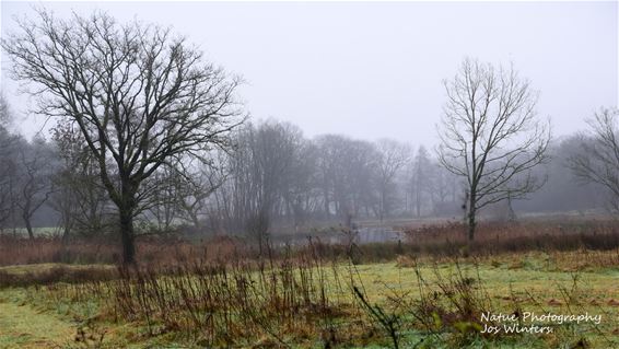 Sombere donkere dagen op Resterheide - Hechtel-Eksel & Peer