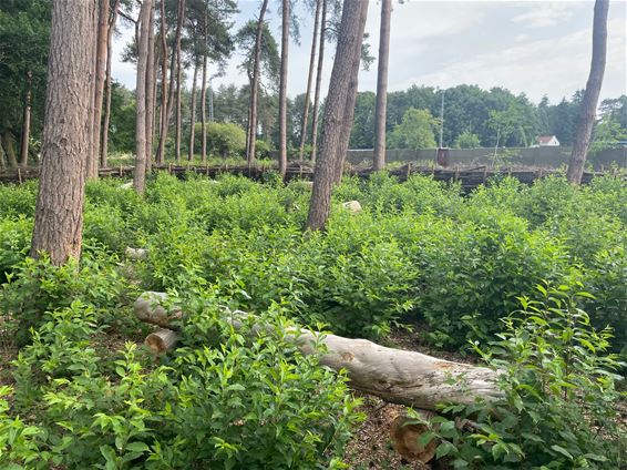 Speelbos overwoekerd - Beringen