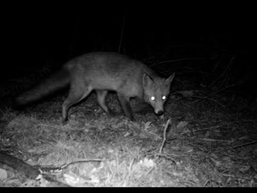 Spelende vosjes in het Hobos - Pelt