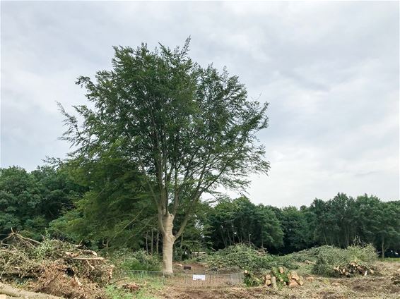 Stad adopteert 200 jaar oude beukenboom - Beringen
