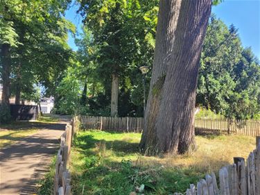 Stad Beringen heeft Urban Forest Masterplan klaar - Beringen