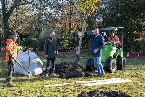 Stad gaat 119 bomen planten - Lommel