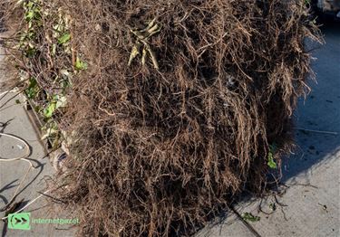 Peer - Stad Peer verdeelt 5.400 bomen en struiken