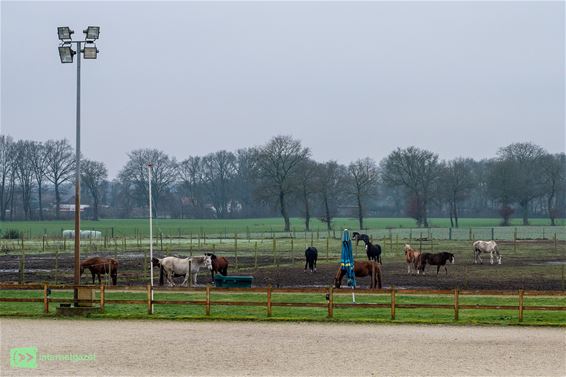 Peer - Stad Peer verkoopt paarden Breugelhoeve