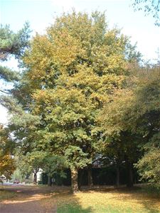 Stad wil 31.000 extra bomen tegen 2030 - Tongeren