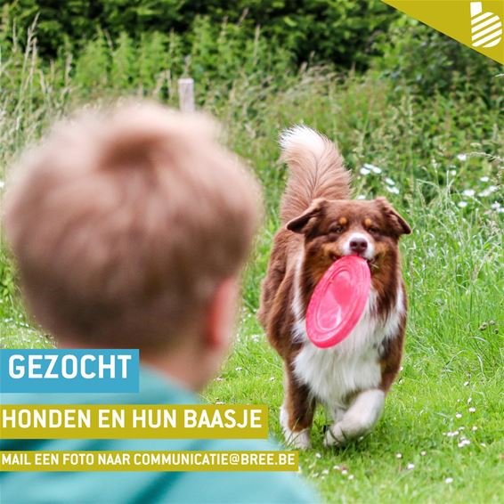 Bree - Stad zoekt honden en hun baasjes