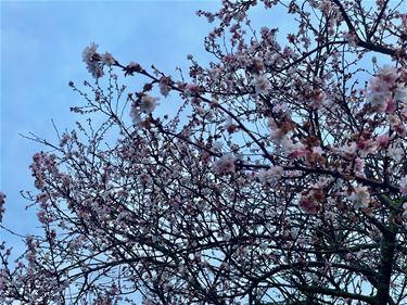 Een bloeiende kerselaar? - Beringen & Leopoldsburg