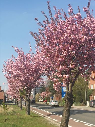Stationsstraat kleurt weer roze - Lommel