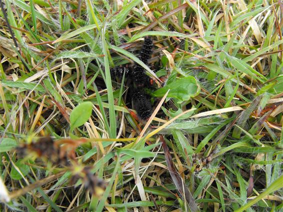 Steeds meer veldparelmoervlinders in Bosland - Hechtel-Eksel