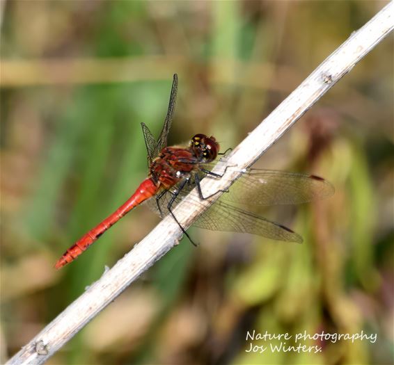 Steenrode heidelibel aan de Dommel gespot - Peer