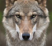 Steunmaatregelen tegen wolvenschade uitgebreid