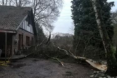 Storm Dennis zorgt voor veel vallende bomen - Beringen