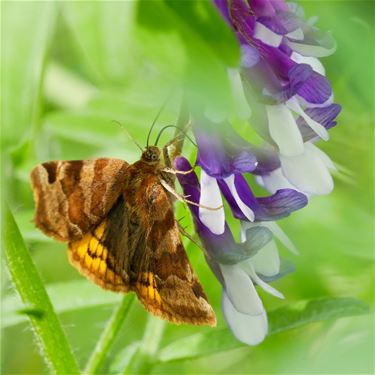 Stralend lenteweer - Beringen & Leopoldsburg