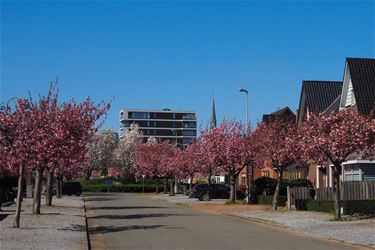 Stralende lentedag - Beringen