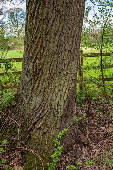 Subsidie voor een loofboom in de tuin - Hamont-Achel