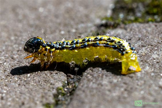 Ten strijde tegen de buxusmot - Pelt