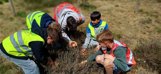 Tentoonstelling rond urnenveld op Dorperheide - Bocholt