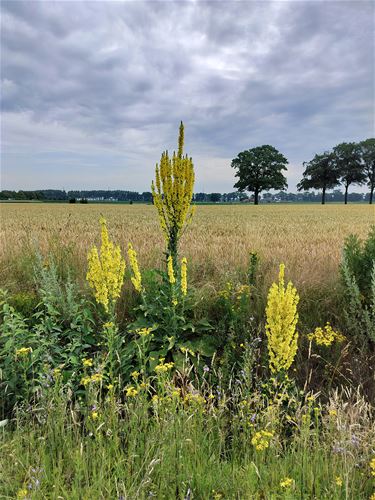 Teunisbloemen langs de weg - Bree
