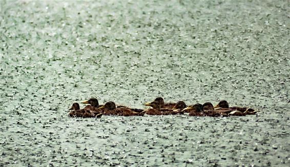 Tien kleine eendjes in de regen - Lommel