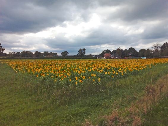 Toen lachten de zonnebloemen nog - Bocholt