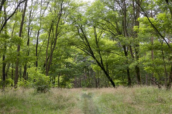 Tot 50 km wandelen met WSV Milieu 2000 - Lommel