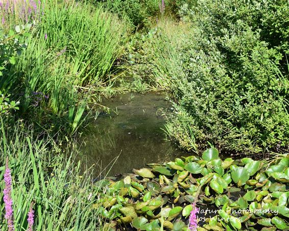 Hechtel-Eksel - Troost in de natuur bij de begraafplaats