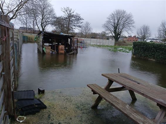 Tuinen en kelders onder water, stad zoekt oorzaak - Beringen