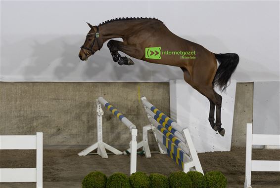 Twee jonge Peer-hengsten schitteren in Oudsbergen - Peer & Oudsbergen