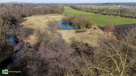 Twee paarden, 52 runderen en veel water - Pelt