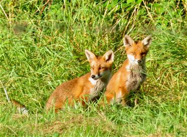 Twee schattige vosjes - Beringen