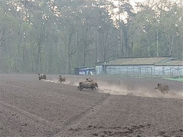 Tweede overleg over everzwijnen - Beringen & Leopoldsburg