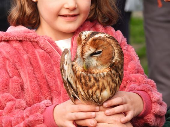 Uilen en roofvogels vliegen de vrije wereld in