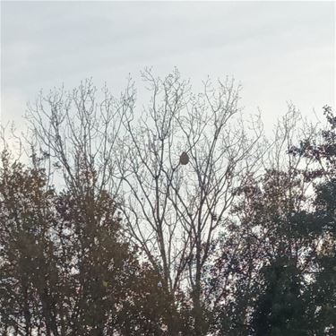 Uitkijken naar nesten van de Aziatische hoornaar