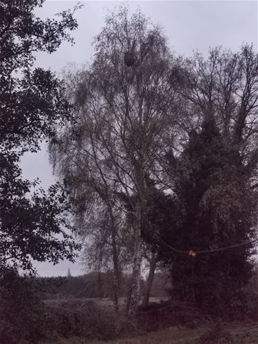 Update over bestrijding hoornaarsnesten