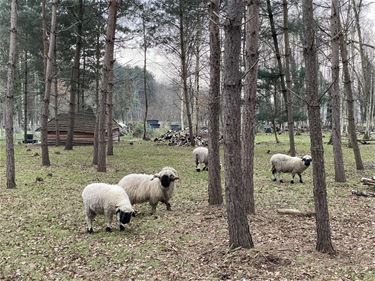 Vaccinaties tegen blauwtong van start