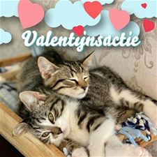 Valentijnsactie katten - Leopoldsburg