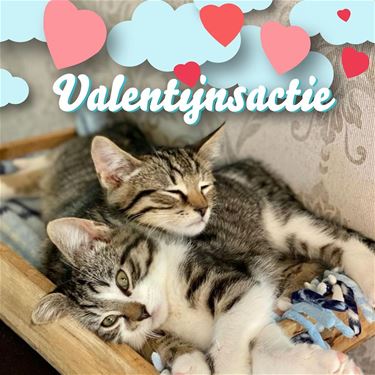 Valentijnsactie sterilisatie katten - Beringen