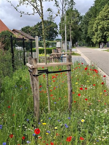 Van grijze berm naar groene bloemenstrook
