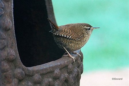 Vandaag gezien... - Hamont-Achel