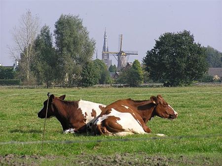 Vandaag gezien... - Hamont-Achel