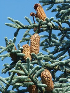 Vandaag gezien - Hamont-Achel