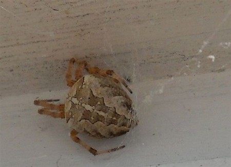 Vandaag gezien... - Hamont-Achel