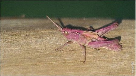 Vandaag gezien... - Hamont-Achel