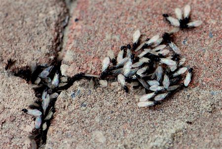 Vandaag gezien - Overpelt