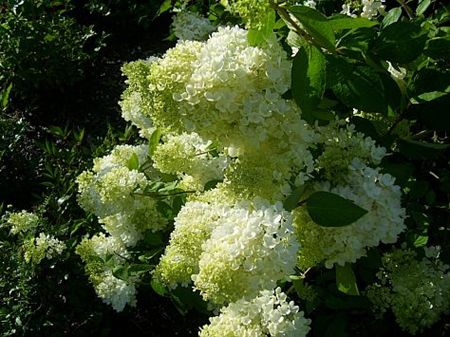 Vandaag gezien... - Hamont-Achel